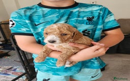 Cockapoo dogs for sale: Cockapoo Puppies - Image 7