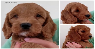 Cockapoo dogs - Advert 7