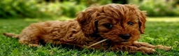 Cavapoo dogs for sale: Adorable F1 Cavapoo Puppies Available Now!!!!! - Advert 15