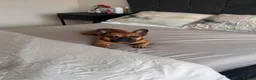 French Bulldog dogs for sale: Male frenchie  - Advert 5