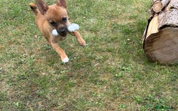 Chihuahua dogs for sale: Chihuahua puppy price ono - Image 3