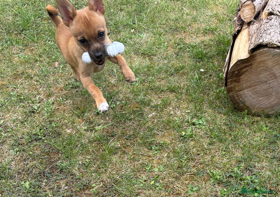 Chihuahua dogs for sale: Chihuahua puppy price ono - Image 3