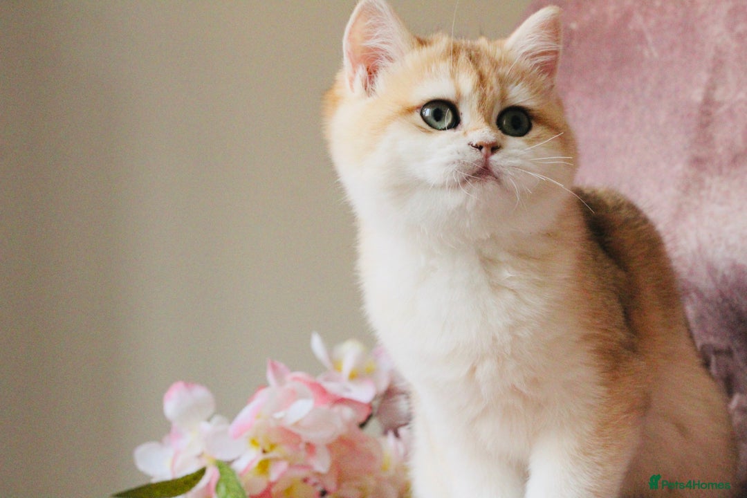 British Shorthair cats for sale: Gorgeous BSH Golden Chinchilla ny12 - Advert 5
