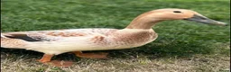 Ducks poultry for sale: Welsh Harlequin Duck Hatching Eggs in Wirral - Advert 1