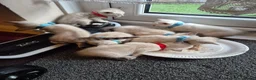 Mixed Breed cats for sale: Bengal Siamese mixed - Advert 25