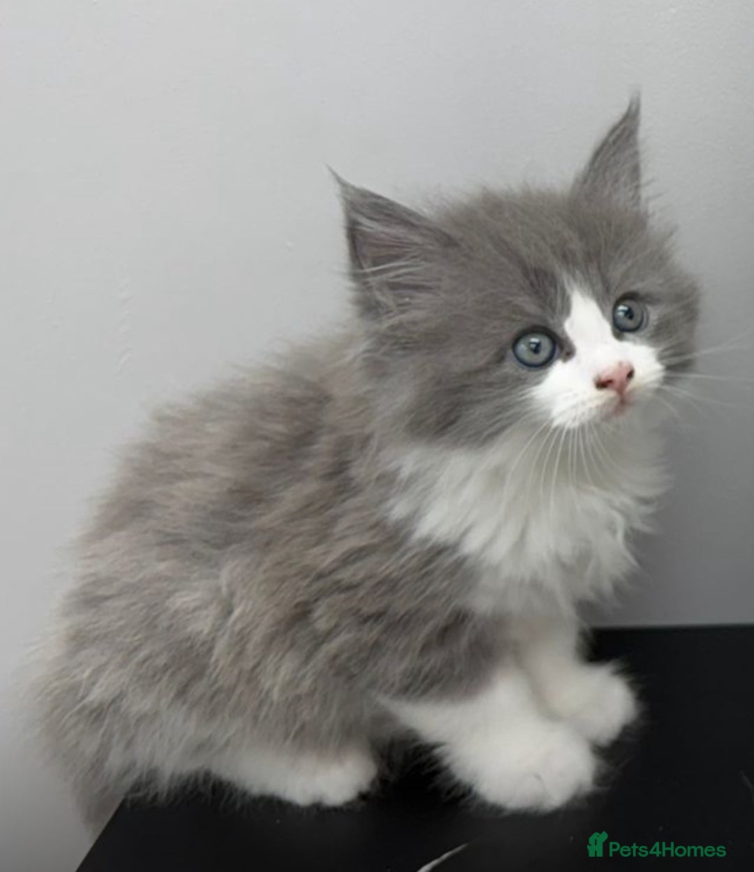 Maine Coon cats for sale: Beautiful Maine coon  - Image 1