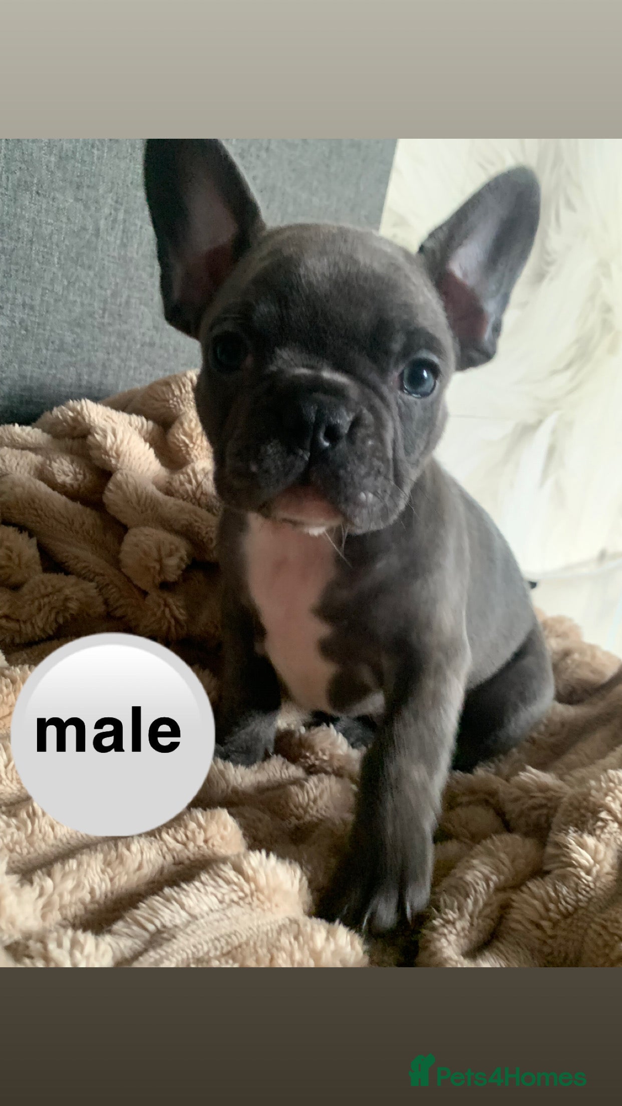 French Bulldog dogs Adorable 8 week old frenchie puppies - Advert 10