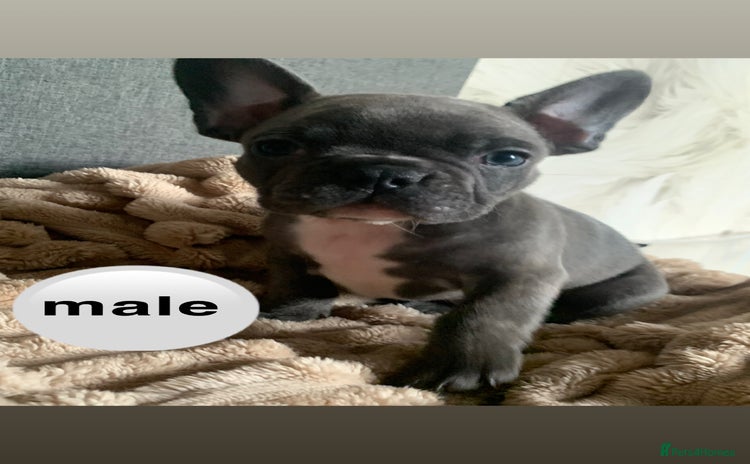 French Bulldog dogs - Advert 9
