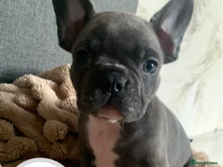 French Bulldog dogs - Advert 13