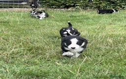 Border Collie dogs for sale: Working Collies  - Image 2