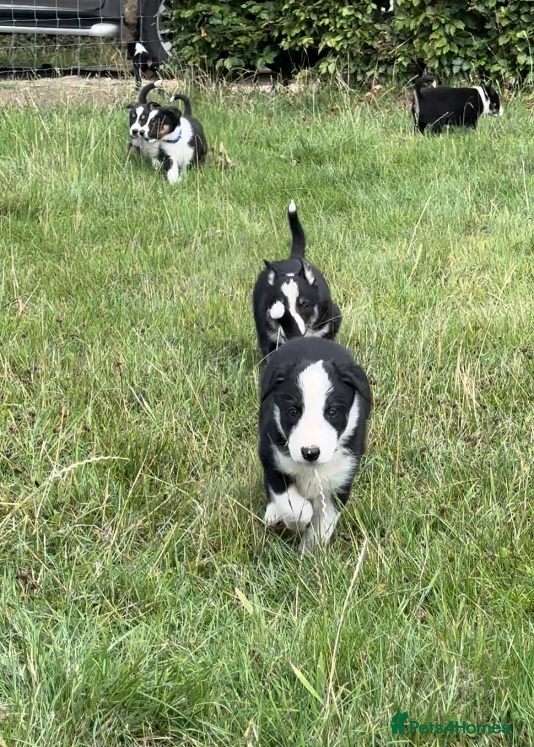 Border Collie dogs for sale: Working Collies  - Image 2