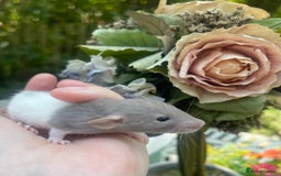 Rat rodents for sale: Absolutely gorgeous baby dumbo rats! - Image 5
