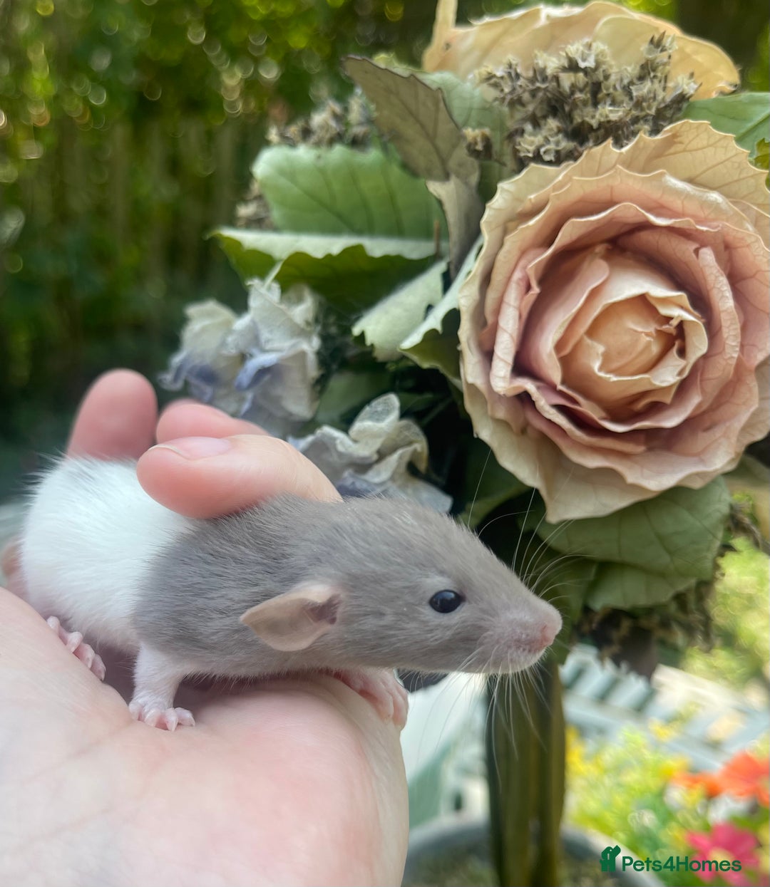 Rat rodents for sale: Absolutely gorgeous baby dumbo rats! - Image 5