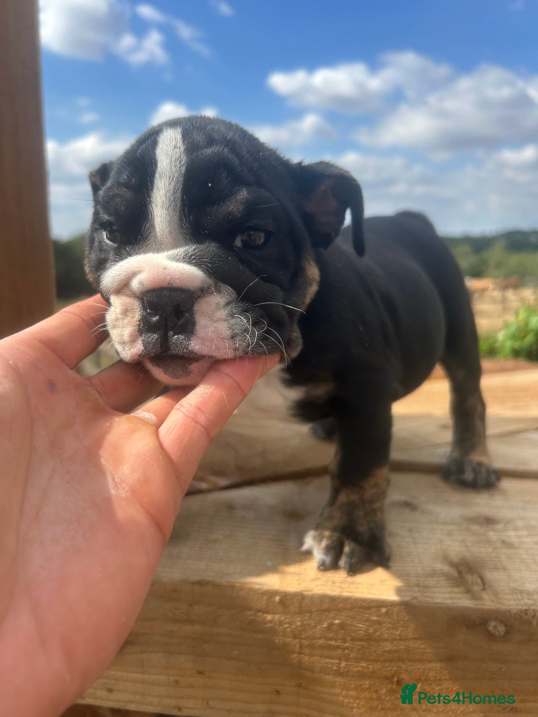 English Bulldog dogs for sale: English bulldog puppies - Image 5