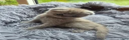 British Longhair cats for sale: Kittens lilack, blue fluffy boys, Scottish fold  - Advert 17
