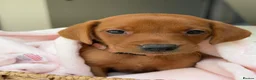Labrador Retriever dogs for sale: Dark Fox Red Labrador Puppies – Exceptional Lines - Advert 11