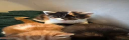 Domestic Shorthair cats for sale: 5 little kitten  - Advert 2