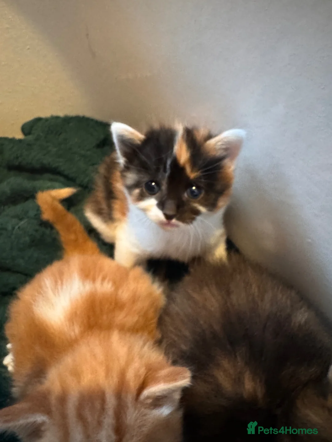 Domestic Shorthair cats for sale: 5 little kitten  - Advert 2