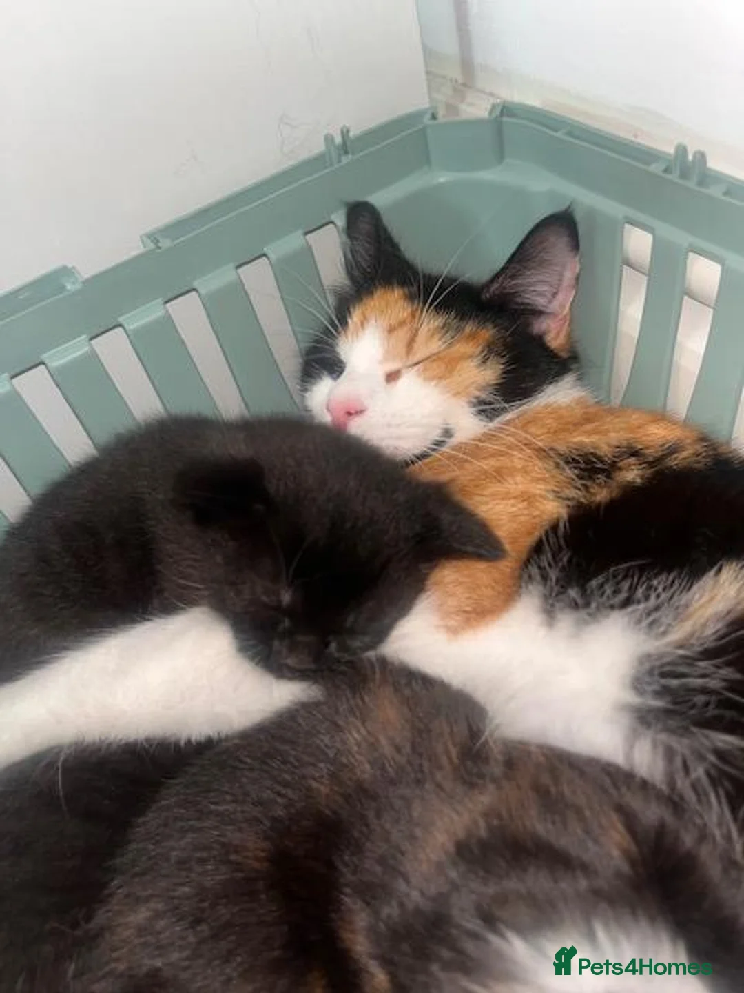 Domestic Shorthair cats for sale: 2 Domestic Shorthairs  - Advert 1