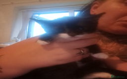 Mixed Breed cats for sale: 3 female kittens ready now - Image 1
