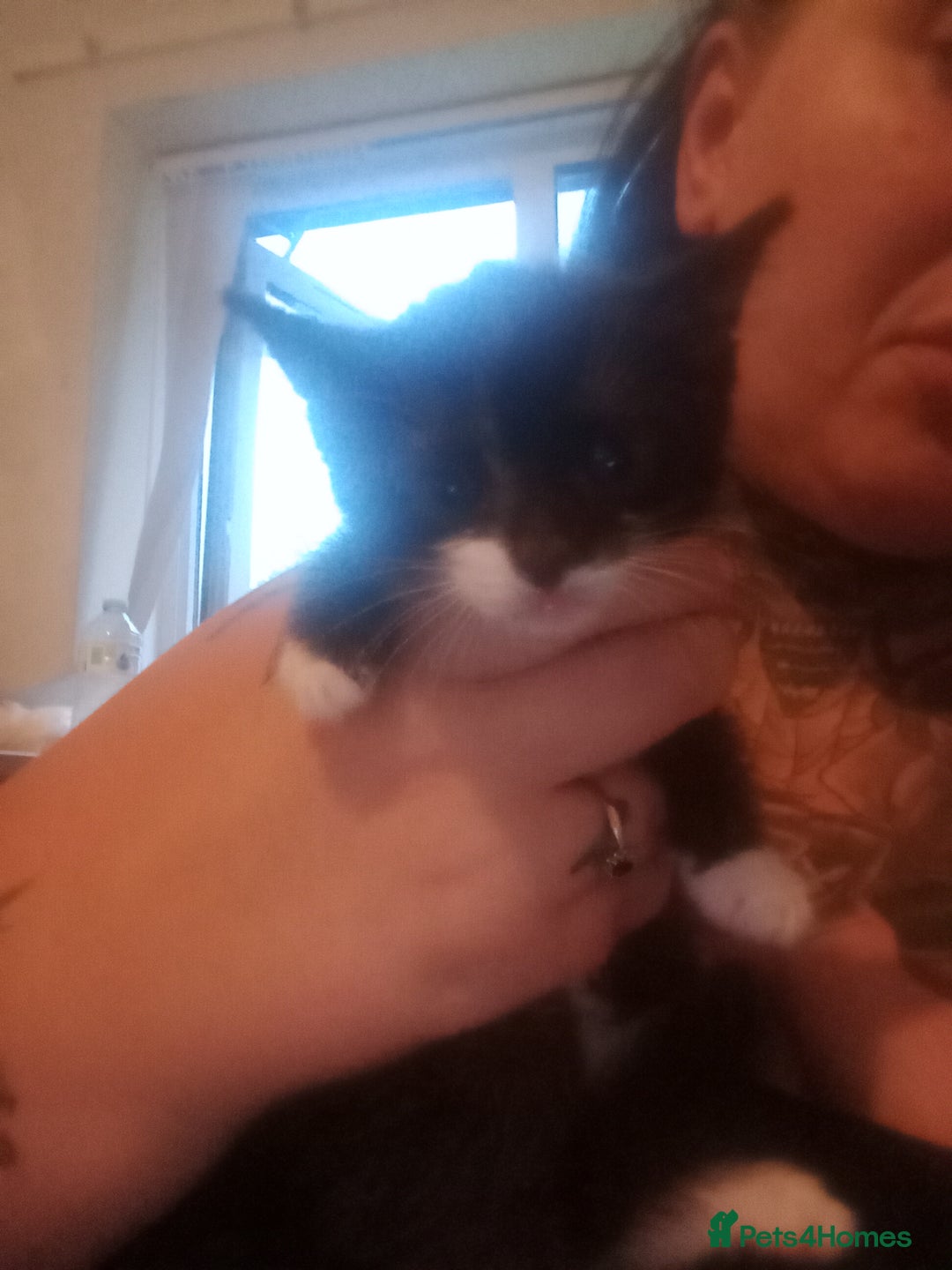 Mixed Breed cats for sale: 3 female kittens ready now - Image 1