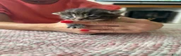 Mixed Breed cats for sale: Beautiful tabby kittens - Advert 5