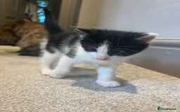 Mixed Breed cats for sale: 3 kittens for sale.  - Image 2