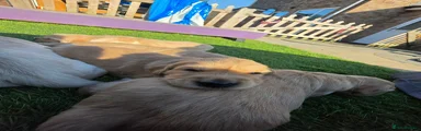 Golden Retriever 2