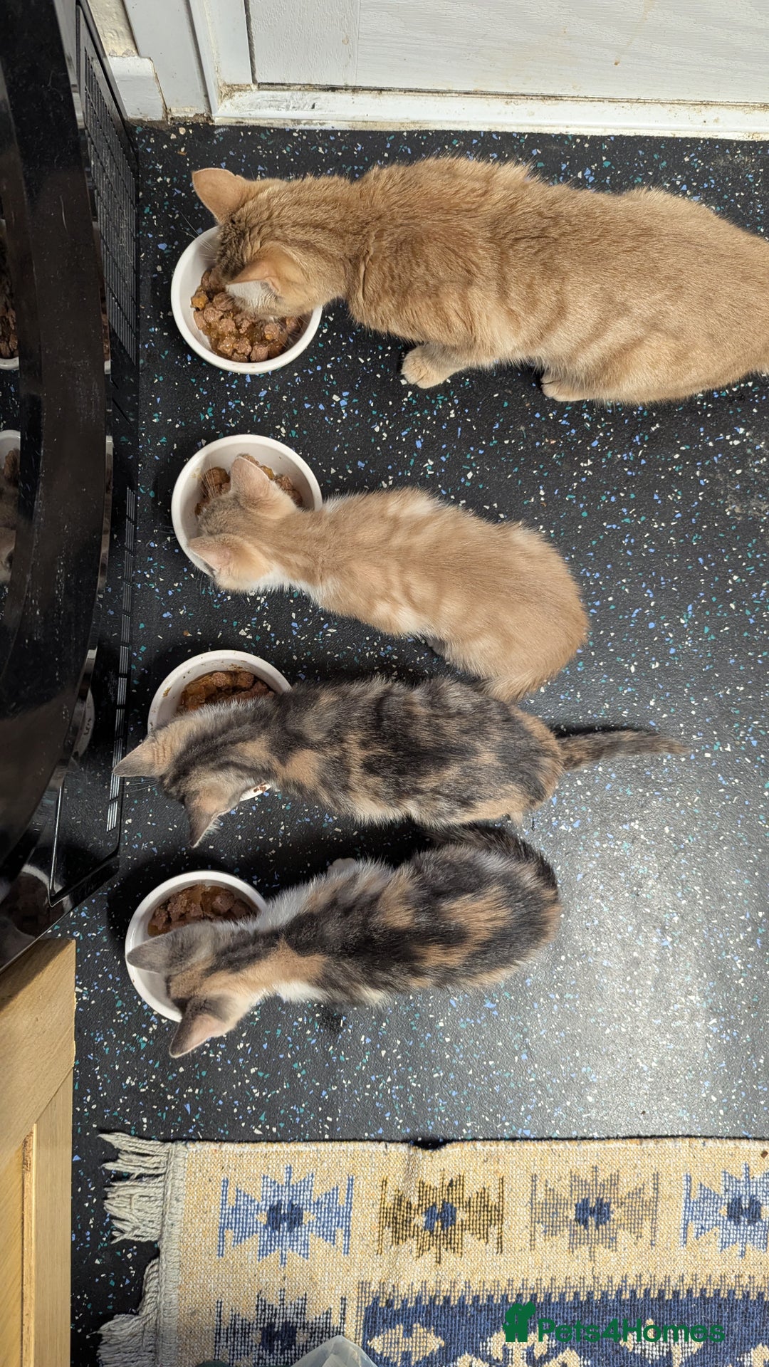 Mixed Breed cats for sale: One ginger boy and one turtle girl  - Advert 4