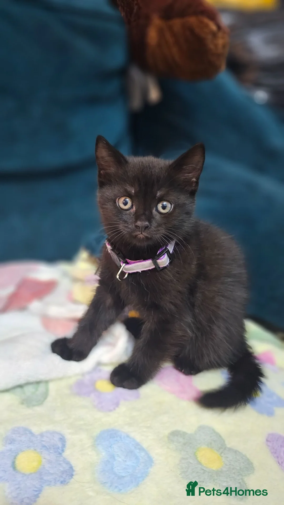 Mixed Breed cats for sale: Black British Shorthair Cross Kittens in Poole - Advert 10
