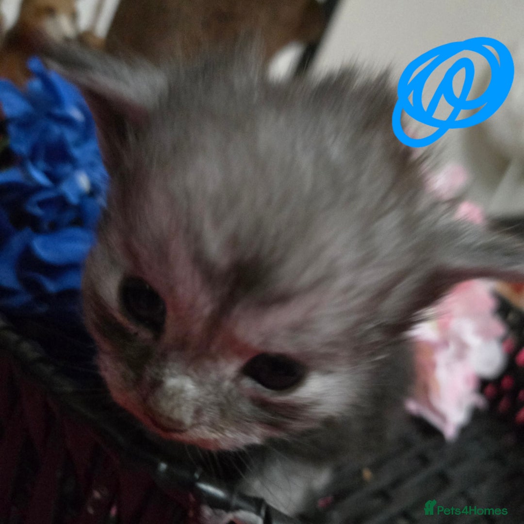 Maine Coon cats for sale: Champion russian Maine coon kittens - Advert 15