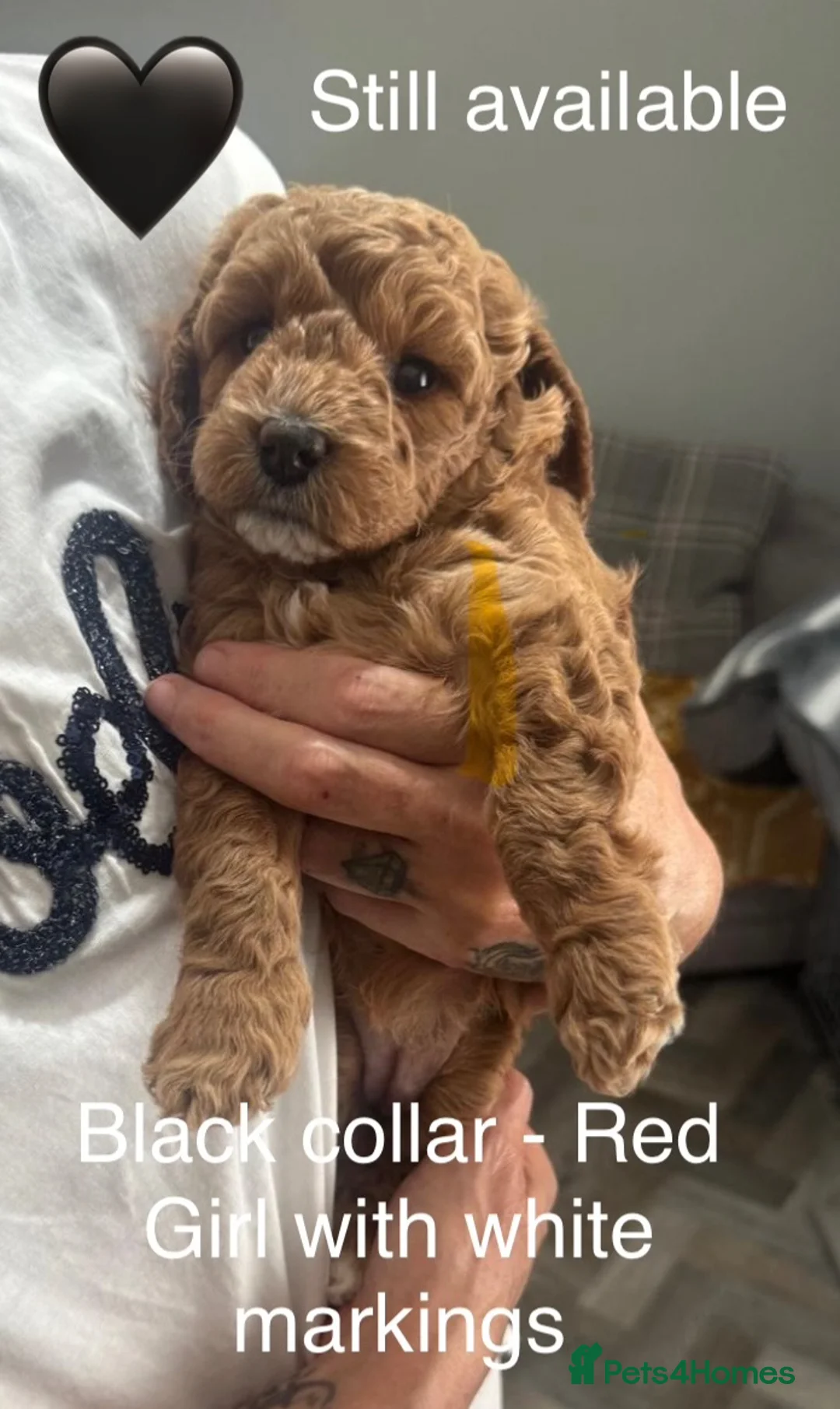 Cockapoo dogs for sale: Five star cockapoo ⭐️ - Advert 2