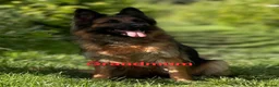 German Shepherd dogs for sale: KC, DM clear, health tested, German Shepherds  - Advert 9