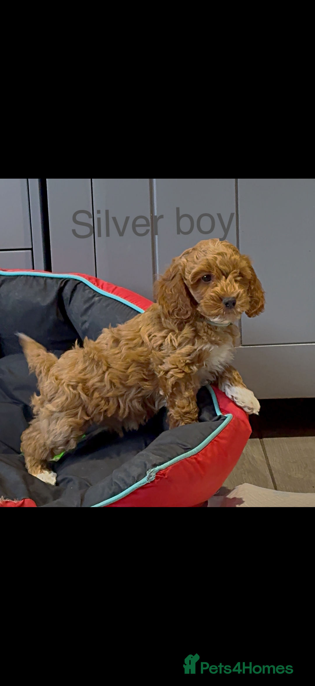Cockapoo dogs for sale: Stunning F1 Cockapoo puppies - Image 4