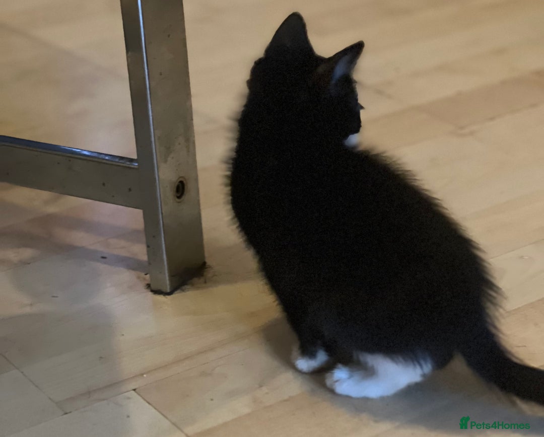 Mixed Breed cats for sale: Beautiful kittens  - Image 10