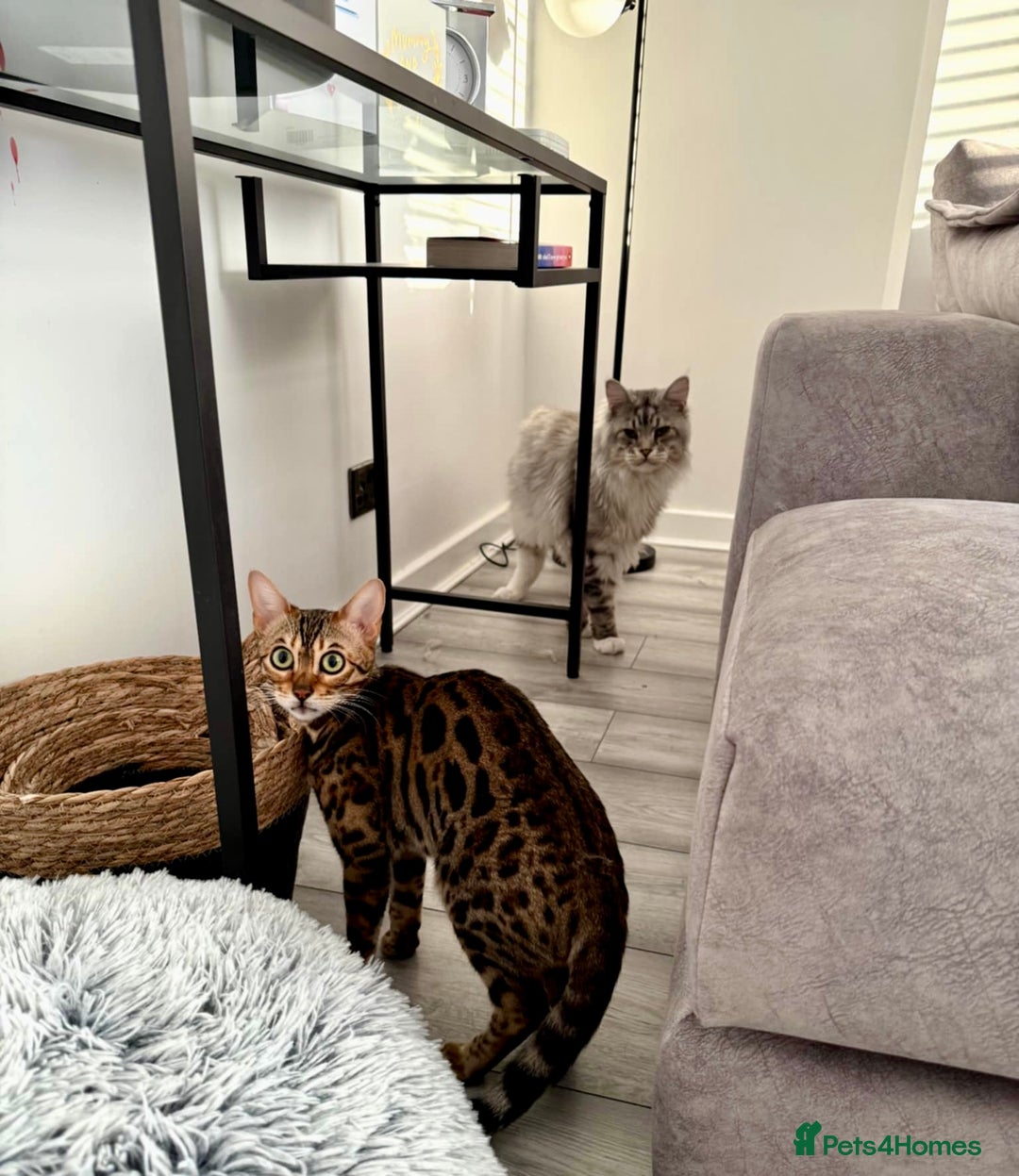 Mixed Breed cats for sale: Unique mix - Bengal x Maine Coon - Image 9