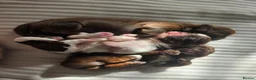 Shih Tzu dogs for sale: Boy shihtzu  in Wakefield - Advert 14