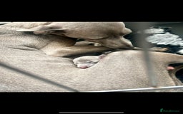 Italian Greyhound dogs for sale: Exceptional Italian Greyhound bitch puppy for sale - Image 4