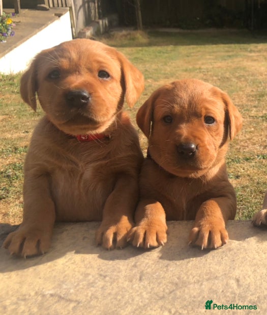 Labrador Retriever dogs 6 adorable Labrador puppies 🐶🩷💙 - Advert 2