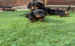 Miniature Dachshund dogs for sale: KC Reg, short haired miniature daschund puppies - Image 12