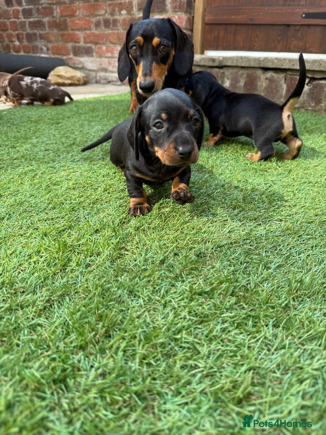 Miniature Dachshund dogs for sale: KC Reg, short haired miniature daschund puppies - Image 12