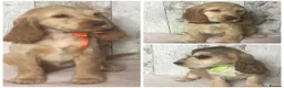 Cocker Spaniel dogs for sale: KC reg Cocker pups - Advert 1
