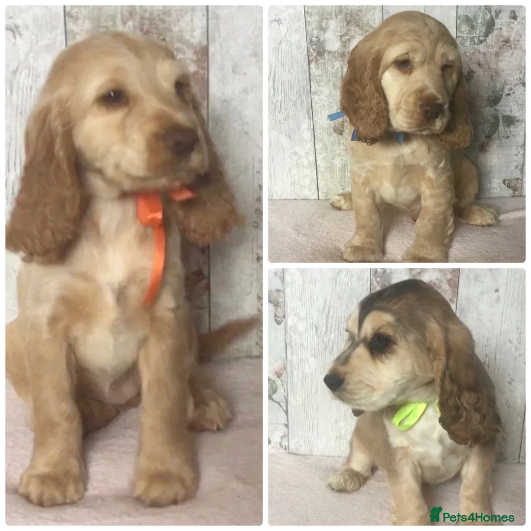 Cocker Spaniel dogs for sale: KC reg Cocker pups - Advert 1