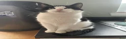 Mixed Breed cats for sale: Ruby  in Bellshill - Advert 4