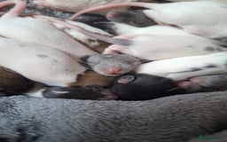 Rat rodents for sale: Baby rats - Image 1