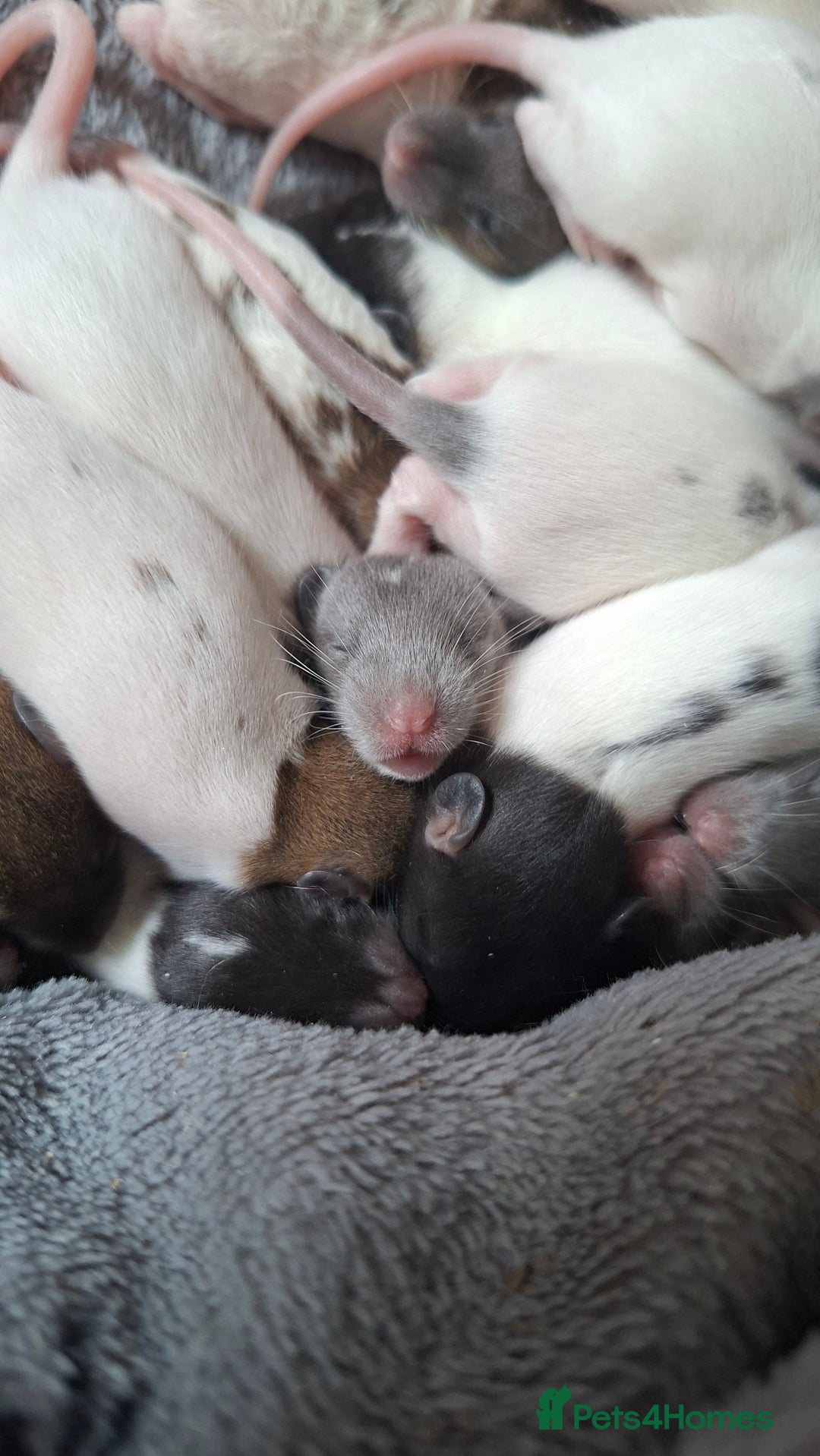 Rat rodents for sale: Baby rats - Image 1