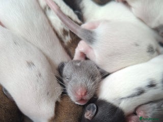 Rat rodents - Advert 8