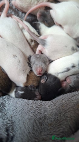 Rat rodents - Advert 16