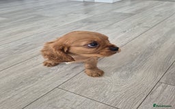 Cavalier King Charles Spaniel dogs for sale: Ruby cavalier king charles - Image 21