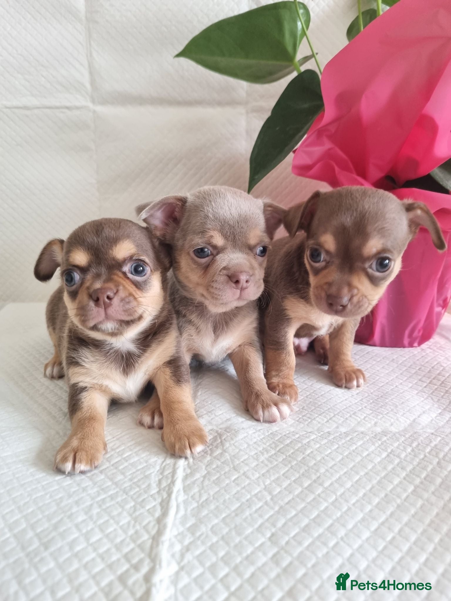 Chihuahua dogs Chihuahuas - Advert 4